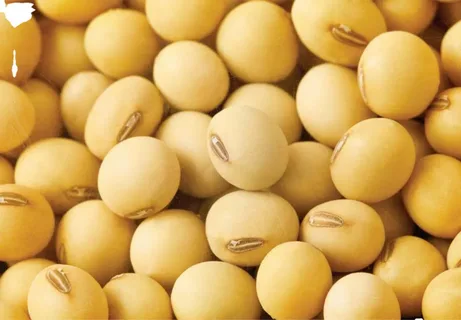 EU Premium Grade Non-GMO Soybeans - secondary view